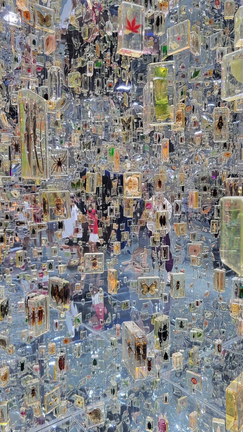 Immersive display at the Museu da Natureza: hundreds of insect and plant specimens preserved in small resin blocks, hanging in front of mirrored surfaces