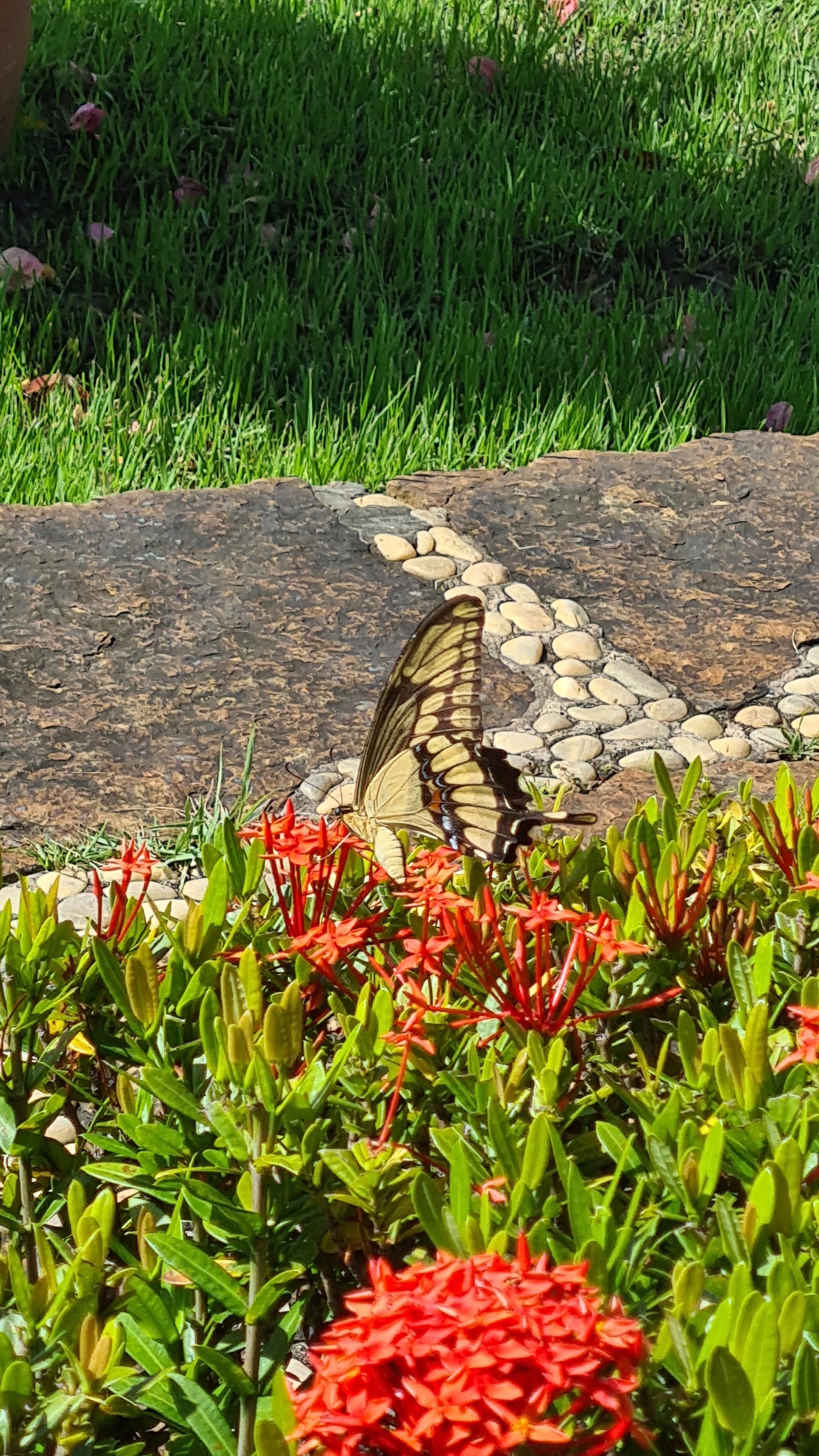 A swallowtail butterfly feeding on red ixora flowers in a resort garden