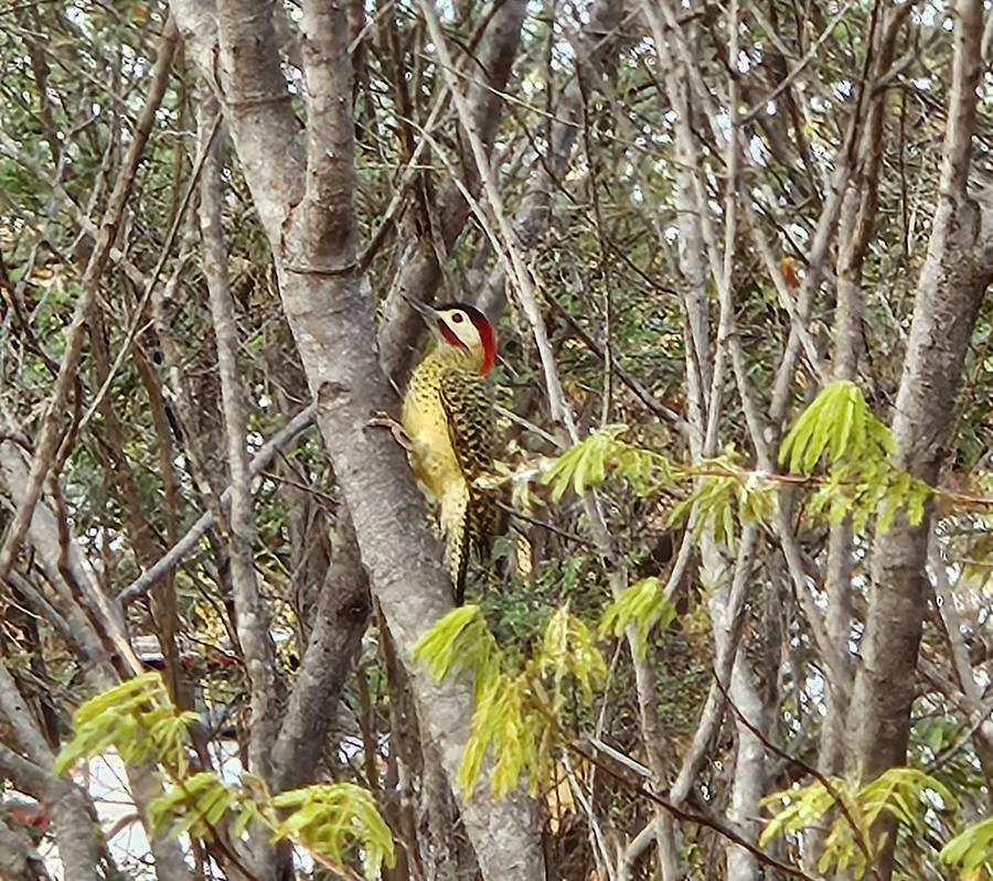 A Green-barred Woodpecker on a tree trunk, wider view showing the surrounding branches