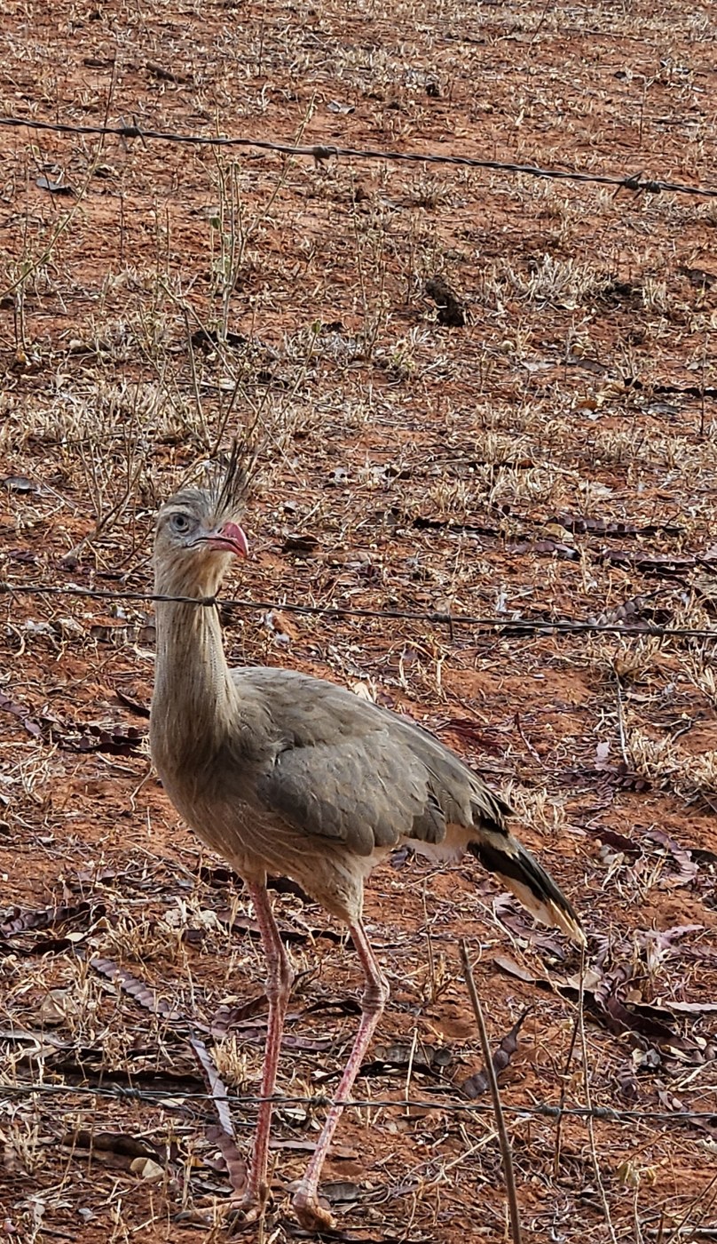 A Red-legged Seriema standing in a dry field beyond the fence