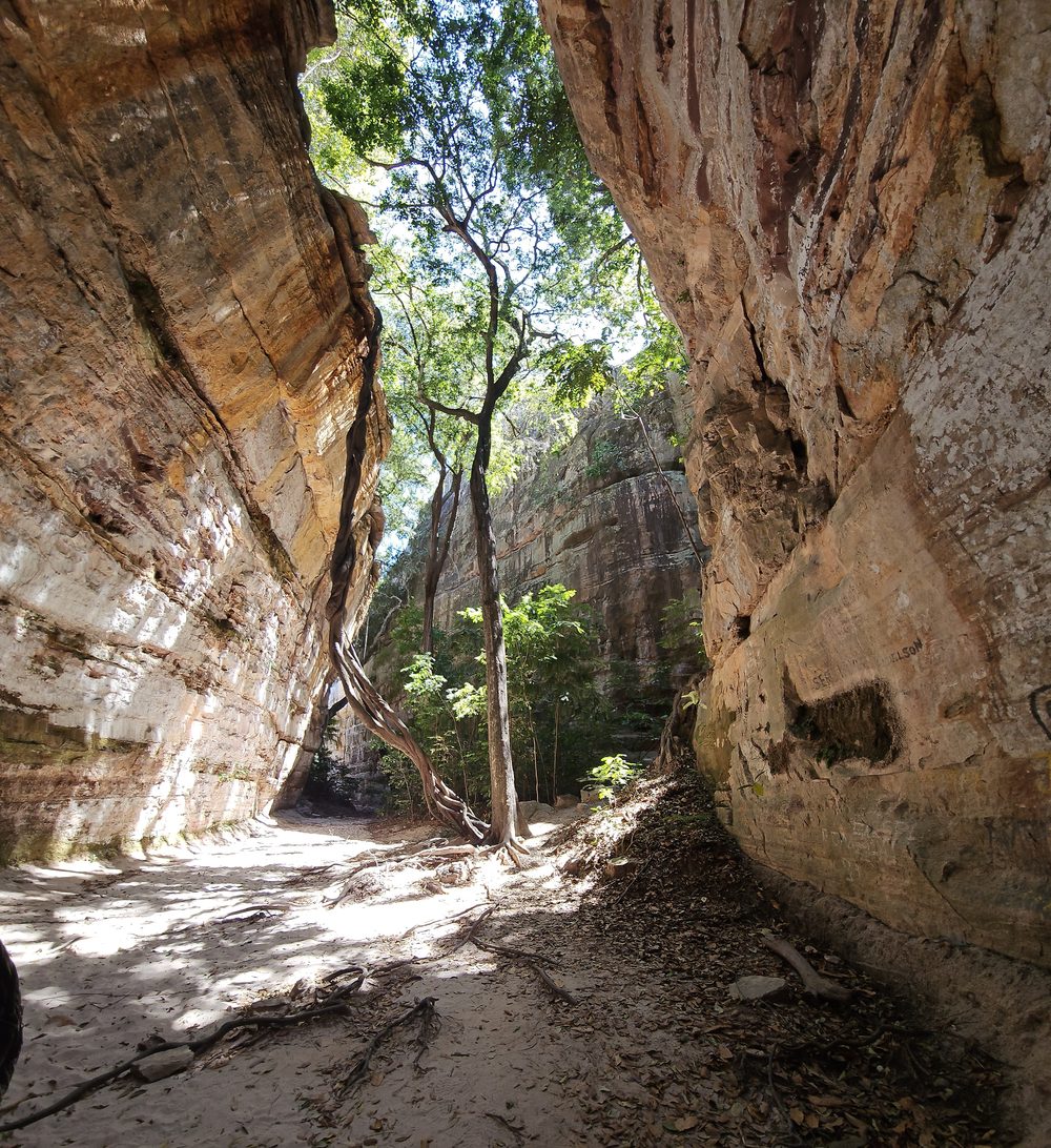 A tree growing up through a rock-shelter skylight at Riacho do Boi, humid forest greenery inside the dry sandstone canyon